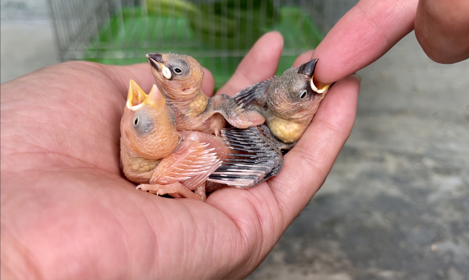 三只小家伙很可爱把我当鸟妈了