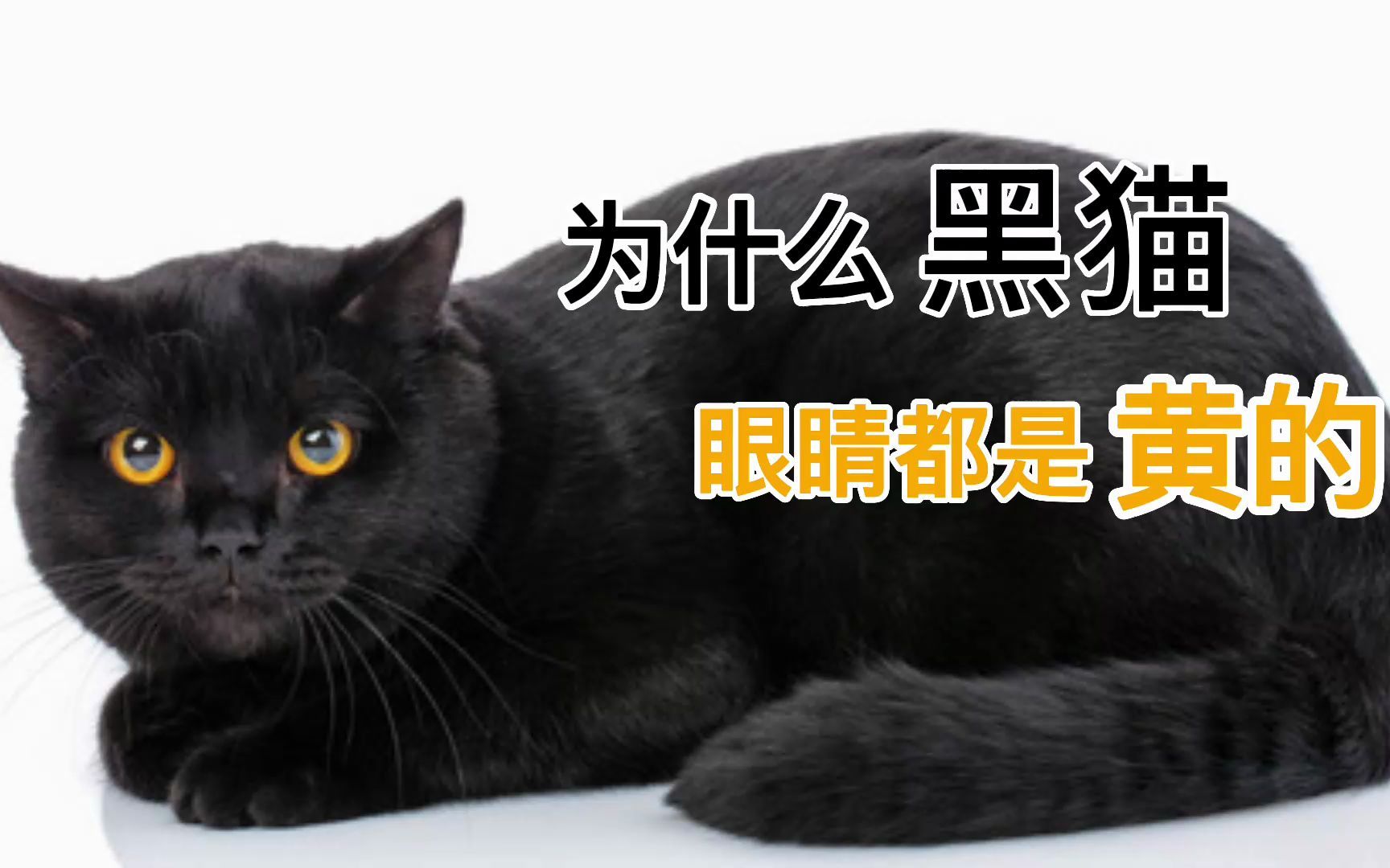 [图]为什么黑猫眼睛都是黄的