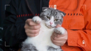 折耳美短灰灰 猫猫会跳舞 哔哩哔哩 つロ干杯 Bilibili