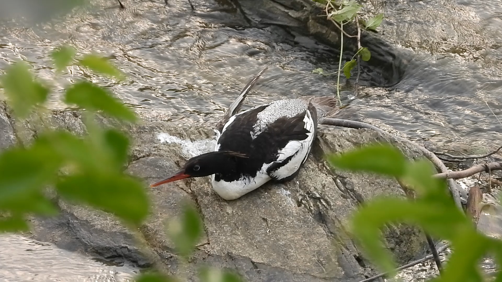 受伤的中秋鸭第二集