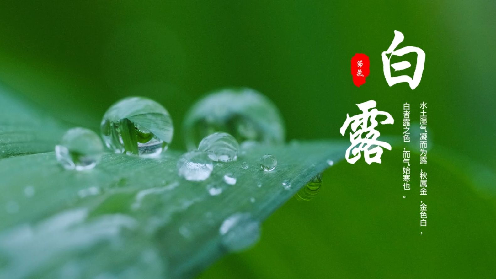 露从今夜白,秋意渐渐浓,今日白露哔哩哔哩bilibili