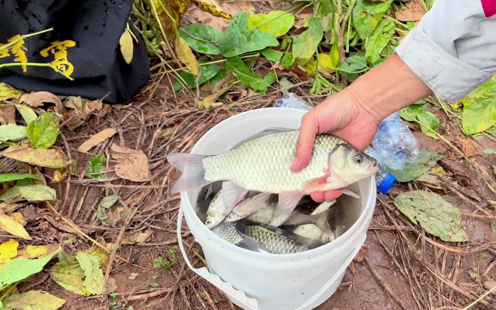 春钓鲫鱼打窝很重要!把握这2个时机,一天20斤一桶装不完!