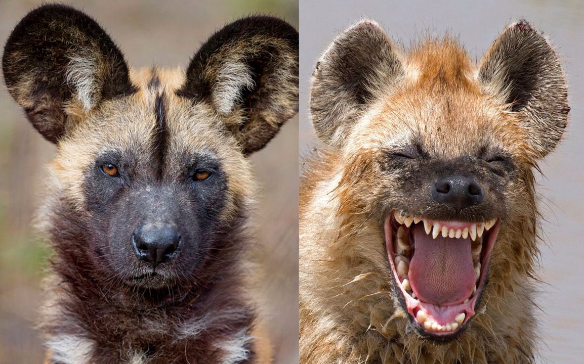 鬣狗向野犬群蹭吃的虽然被教训但还是成功了