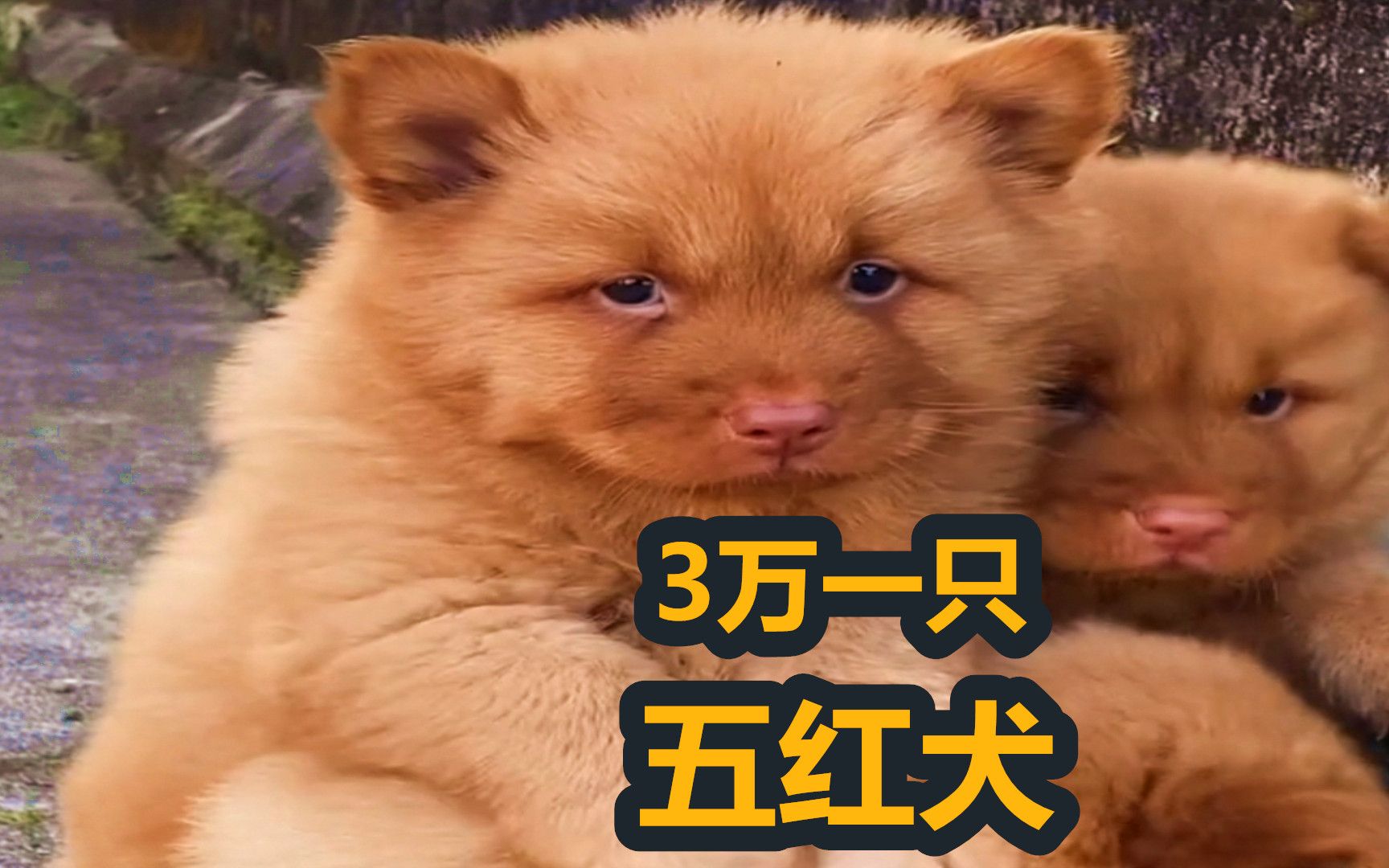 3万元一只土狗,中华田园犬中的贵族,潮汕五红犬_哔哩哔哩_bilibili