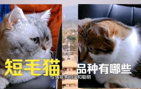 短毛猫品种有哪些,主要特点是什么呢哔哩哔哩bilibili