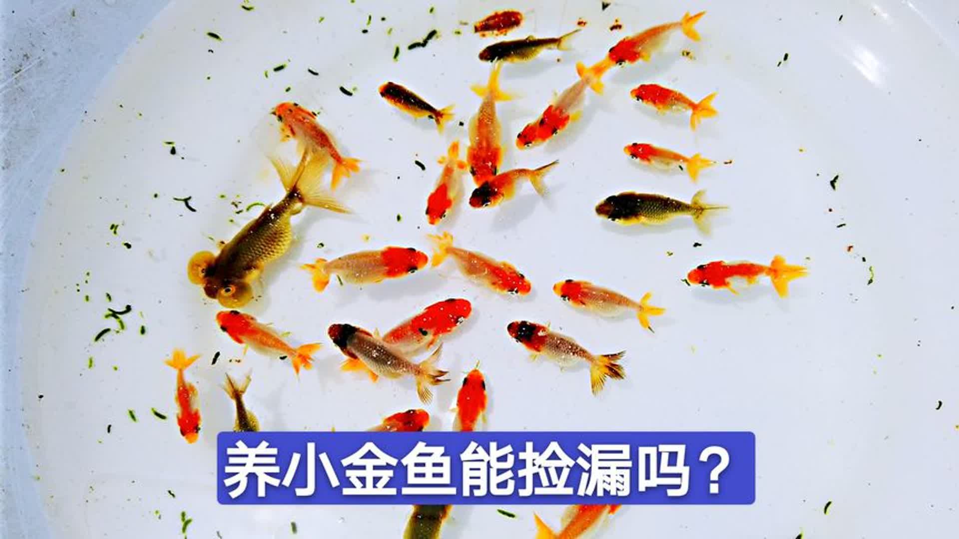 参观城郊的金鱼养殖场, 一个池子七千条精品兰寿小苗老板大发了