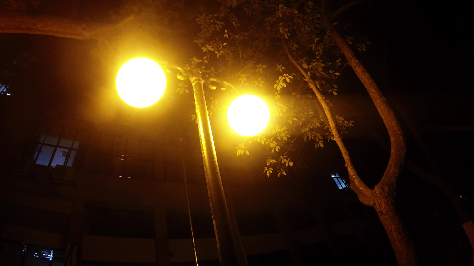 【肥鱼日常】一路灯光