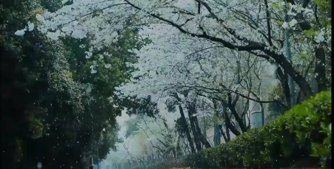 [图][武汉大学]珞珈山樱花落雨