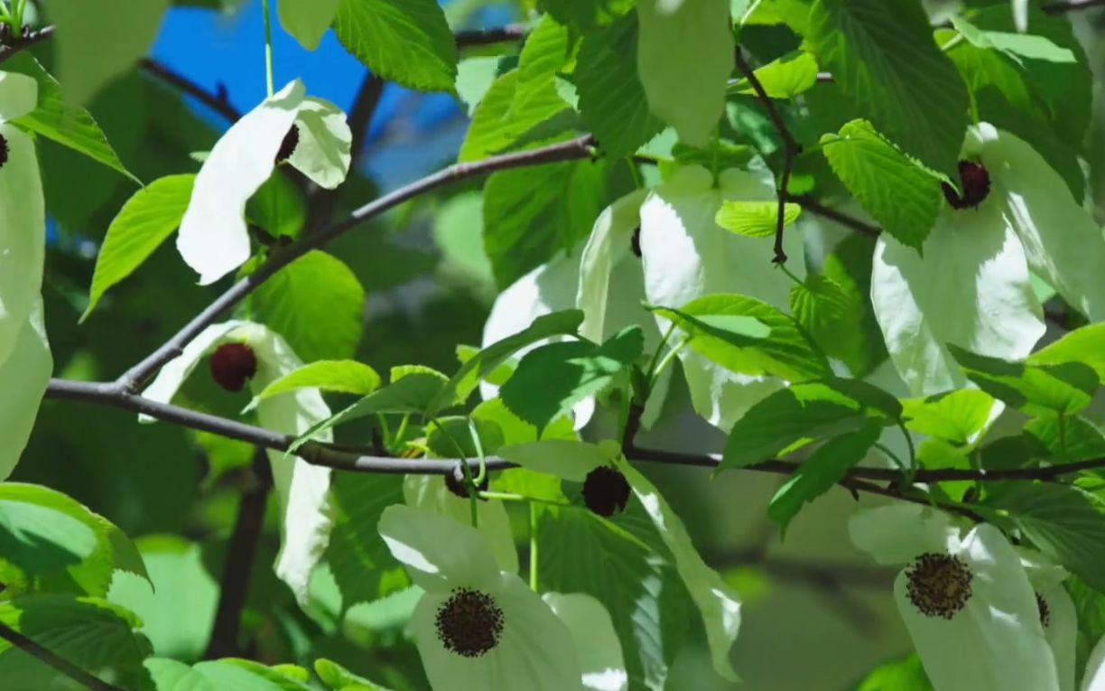 [图]【植物世界】珙桐（中国鸽子花）（1080p）