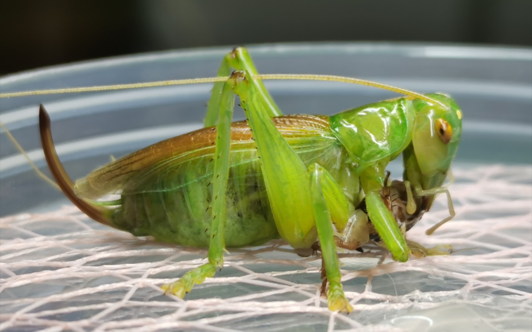 谢氏优蟋螽捕食为什么你们这么厉害