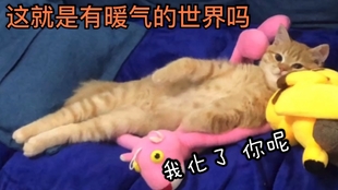 十五一天不犯错，总觉得少了点啥，批评完它就感觉这一天算完整了_哔哩 
