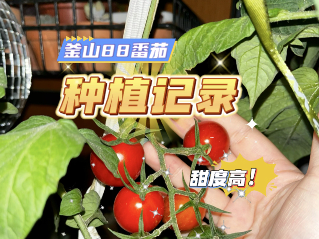 釜山88小番茄【种植记录】不愧是经典品种,甜度和口感都很绝,不是纯甜但很有番茄味道.在我很稀疏的管理下,依然有很不错的果量~是会再种的品种~...