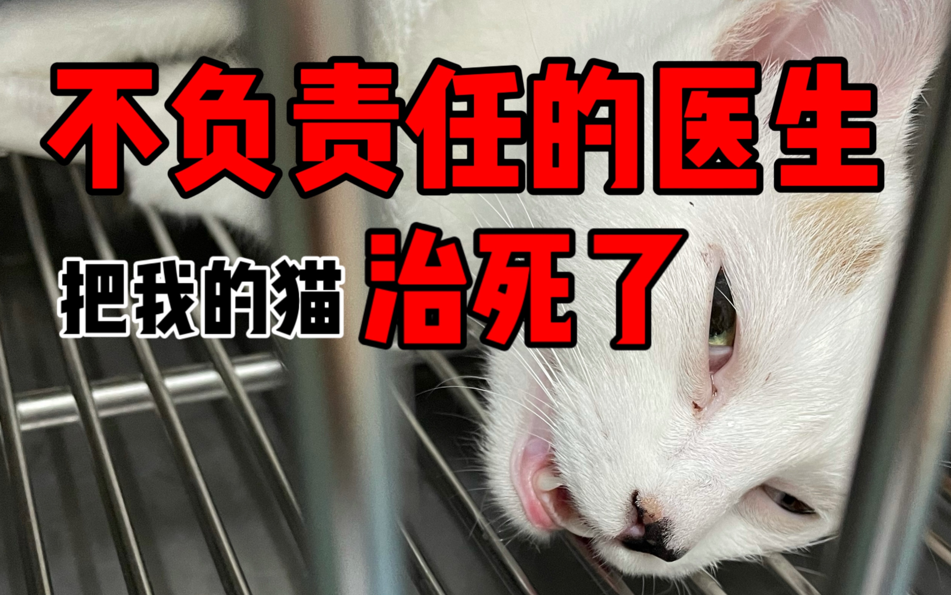 [图]不负责任的宠物医生把我的猫治死了