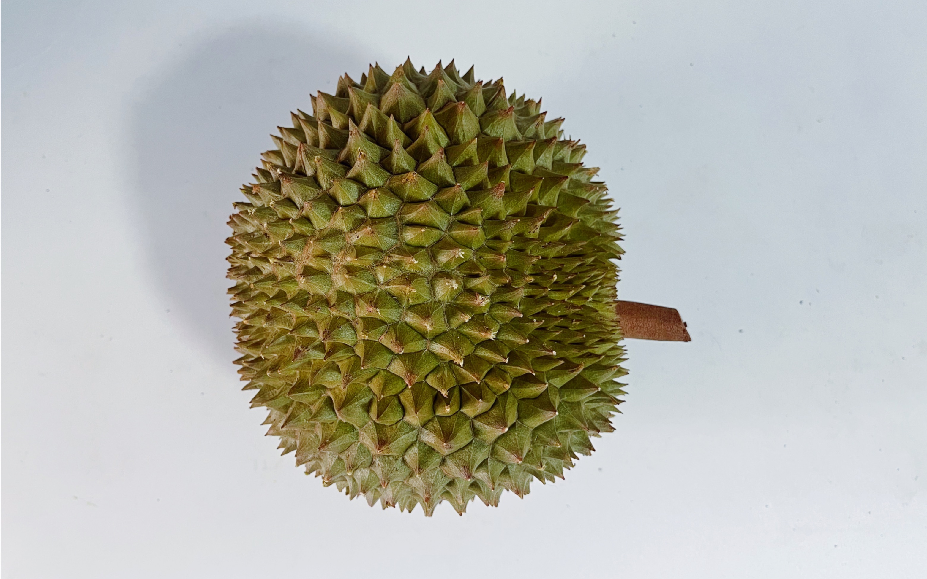 122 | 尖竹汶6号 ]老板你确定我买的是尖竹汶6而不是黑刺吗?