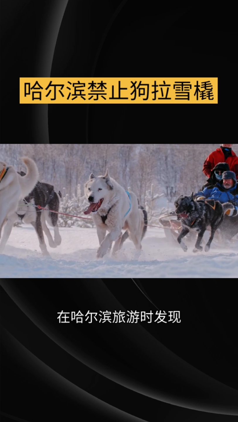 哈爾濱遊客反對狗拉雪橇,是否過於上綱上線?