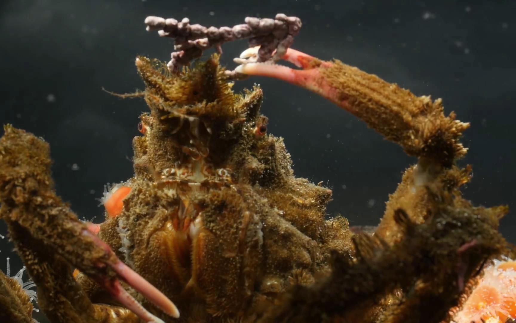 装饰蟹,巧妙的伪装大师,布满藻类或珊瑚,还借助海葵抵御捕食者