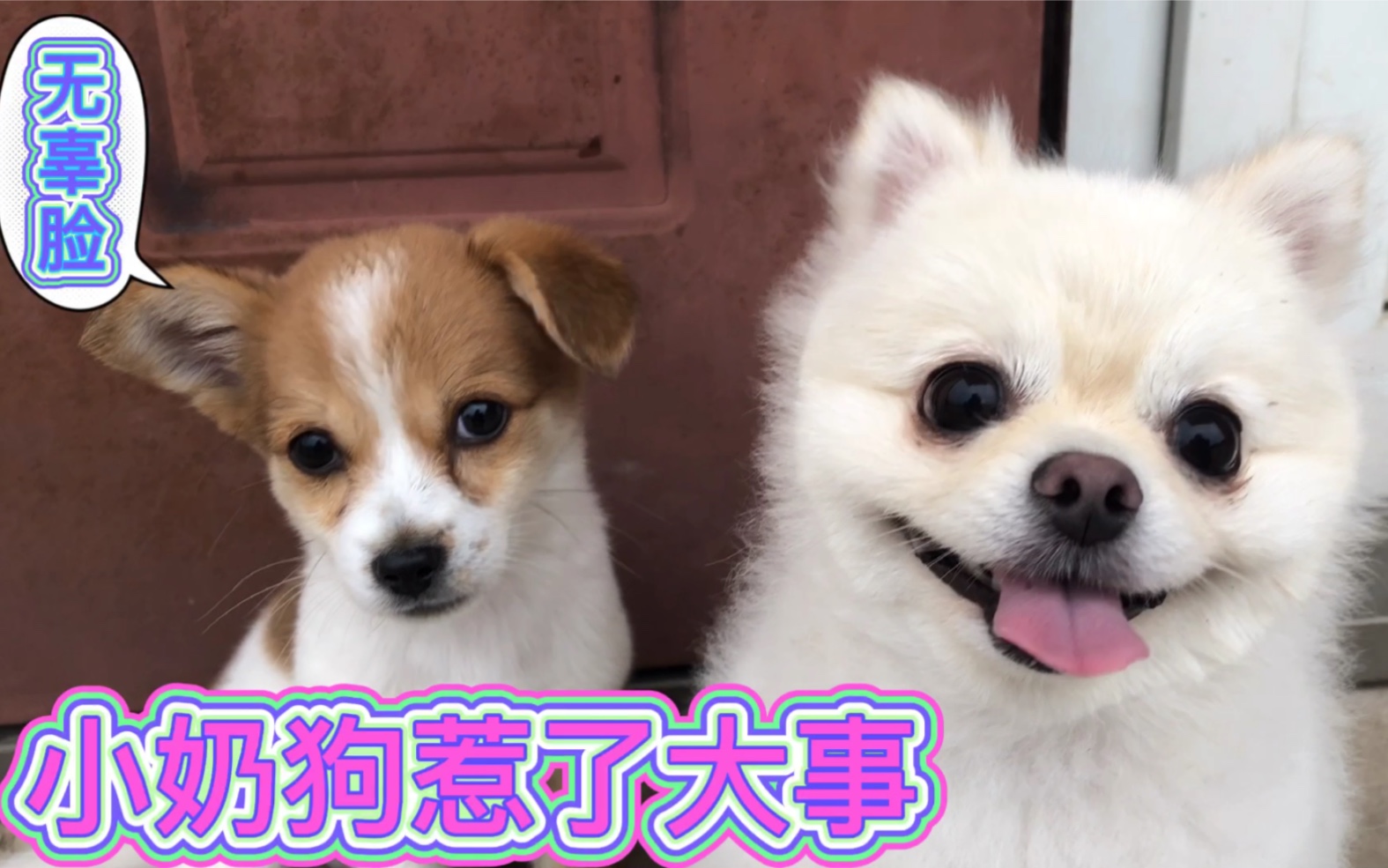 小奶狗又惹事了,跑出去躲起来让姐姐背锅