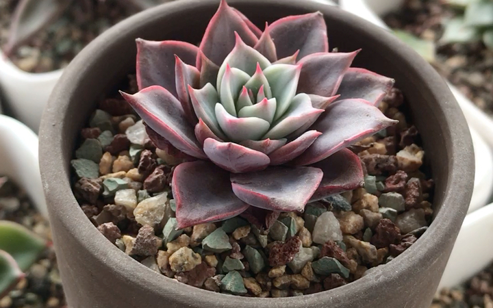 多肉植物 米娅 一年的变化