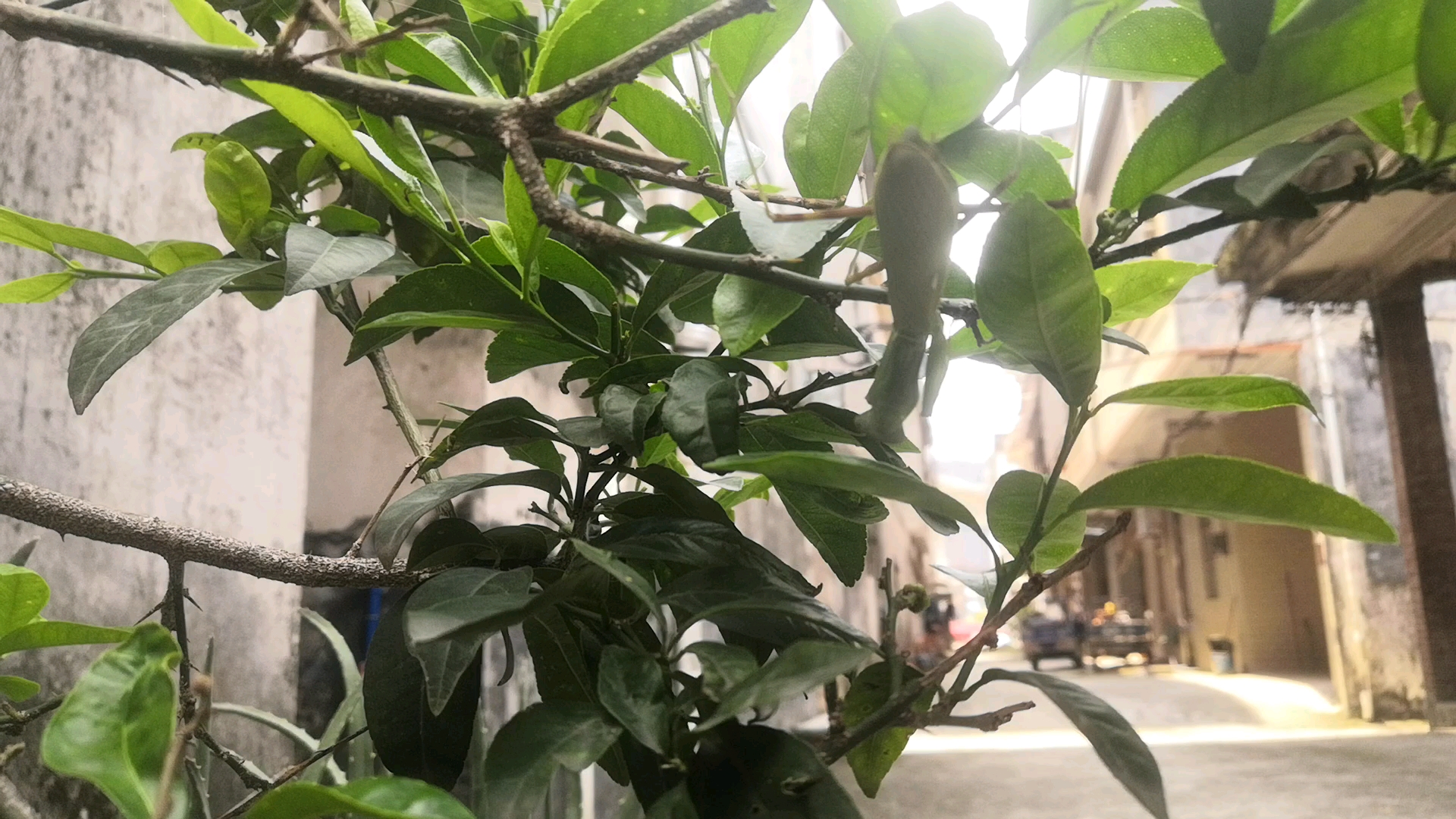 污斑斧螳伪原生态记录_哔哩哔哩_bilibili