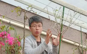 Tải video: 栽种花卉成活率太低？喷喷蒸腾抑制剂，移栽成活率提高不少