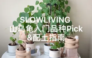 下载视频: SlowLiving | 山乌龟入门品种Pick及配土指南