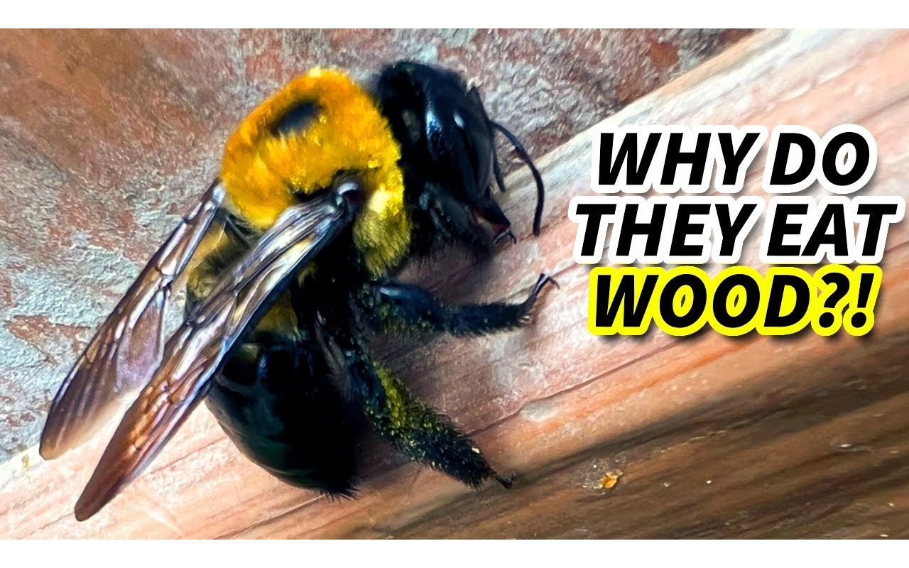 carpenter bee facts: the wood bee 93 animal fact files