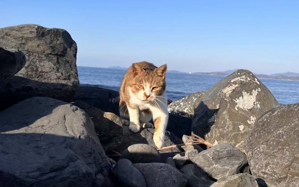 位于日本福冈的小众猫岛,一个普通的被治愈的午后【日本游记】哔哩哔哩bilibili