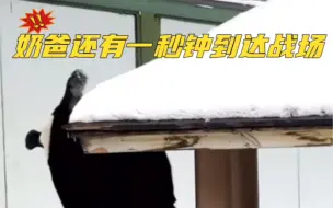 Скачать видео: 灵岩：管我是吧，我这就去吃冰去#大熊猫灵岩 #熊猫灵岩和他的雷达奶爸 #生活中的治愈时刻 #纯属虚构请勿当真