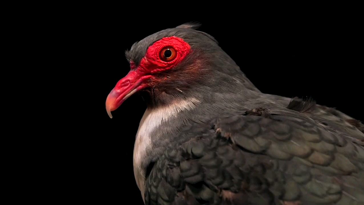 森林鸽 山鸽子 野鸽子 裸眶山鸠 裸眶山鸽