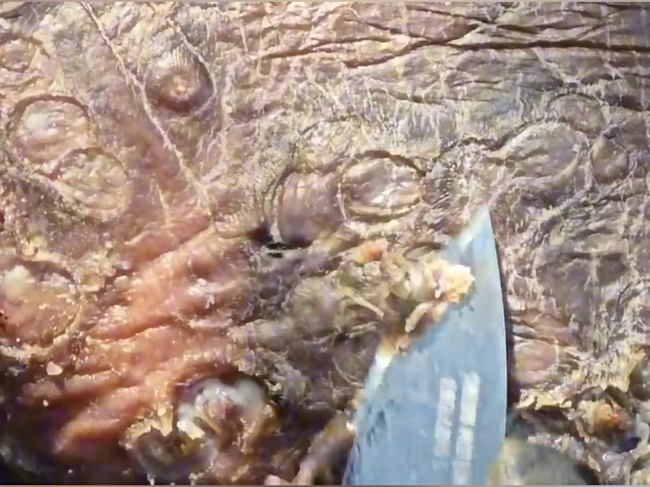 非洲沙蚤吃饭慎入