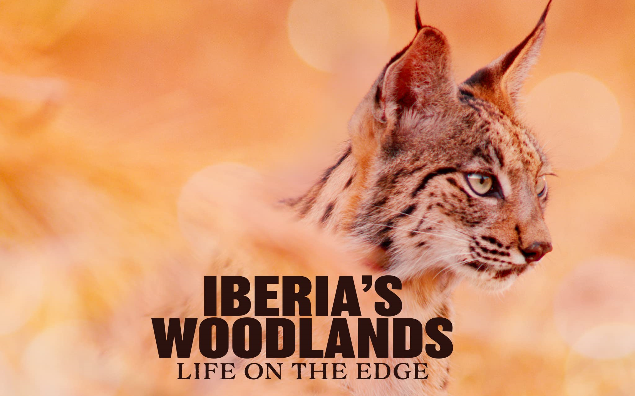 [图]伊比利亚之森 Iberia's Woodlands Life on the Edge