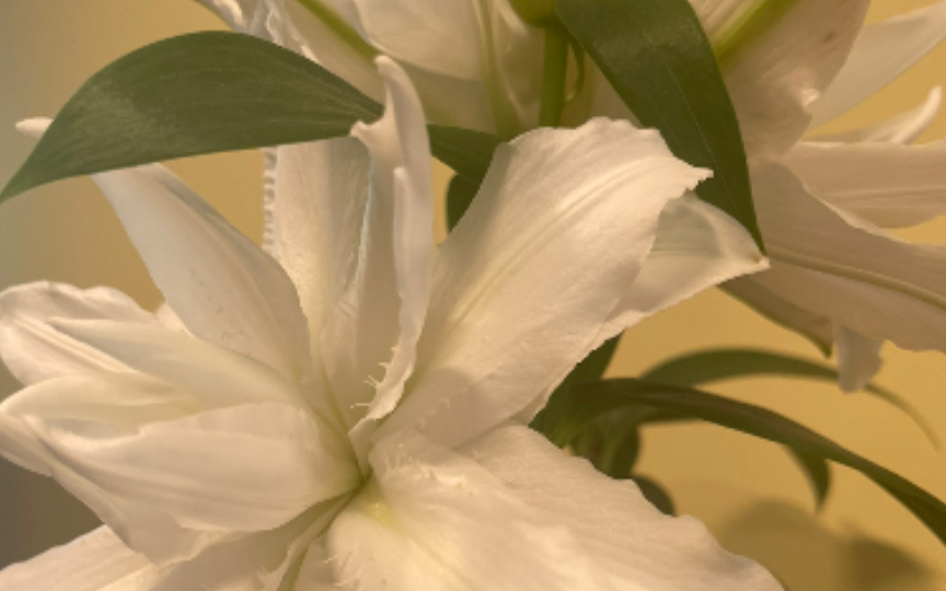 初夏重瓣百合龙卷风准时开放香味清淡没想到百合还能这样婉约希望明年