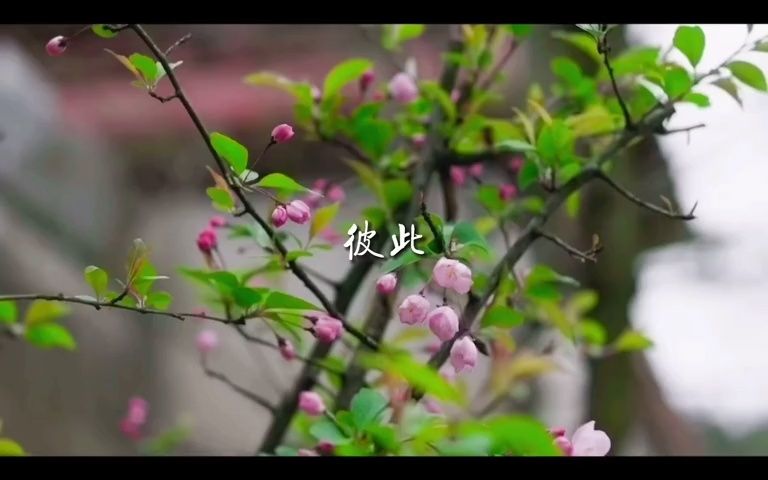 “纵使相逢应不识,尘满面,鬓如霜”哔哩哔哩bilibili