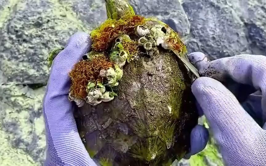 解压系列—清理藤壶