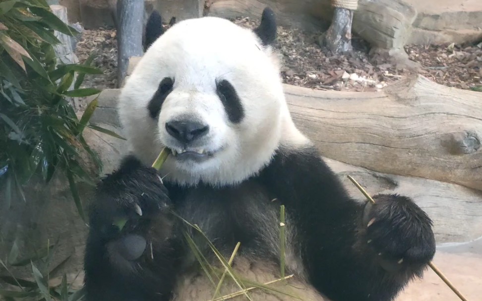 可爱的吃货大熊猫晶亮