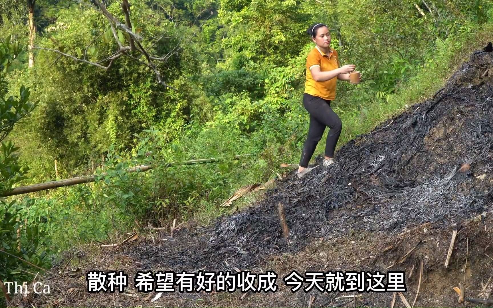 看看雨林深处原始种植方式 刀耕火种 劳动者最美哔哩哔哩bilibili