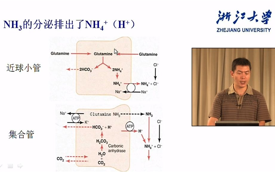 浙江大学生理学肾小管的分泌和排泄哔哩哔哩bilibili