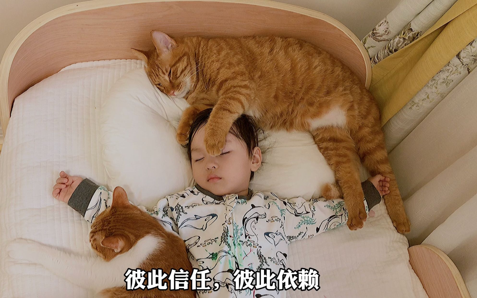 [图]捡回来的小橘猫喜欢和人类幼崽抢枕头，抢着抢着就长大了