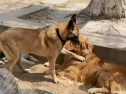 下载视频: 其实我领养的退役搜救犬，没有朋友