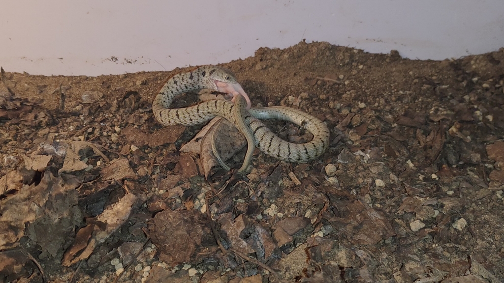 德钦王锦蛇第一次吃冻鼠,还有点不太习惯