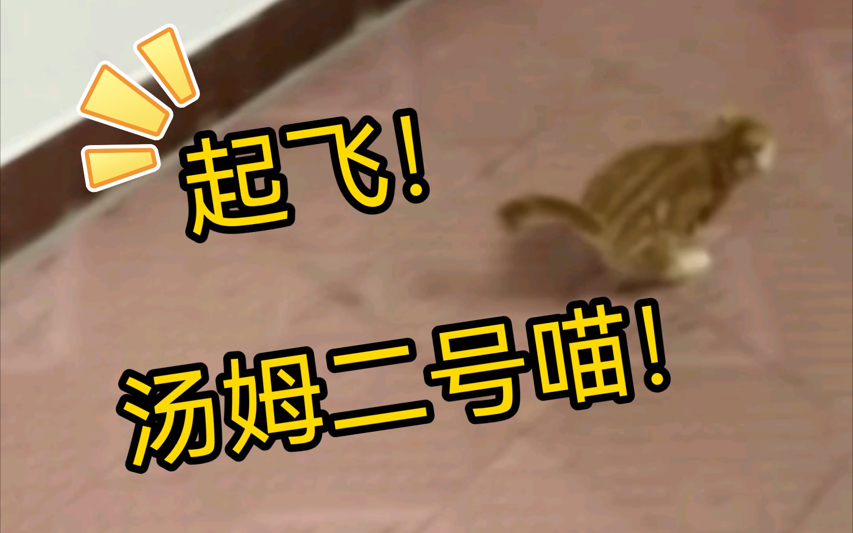 汤姆2号!冲冲冲!(十二的越狱日常扒拉)