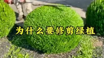 Tải video: 绿化带的植物 长得好好的为什么要修剪它#绿化修剪 #园丁 #花卉绿植