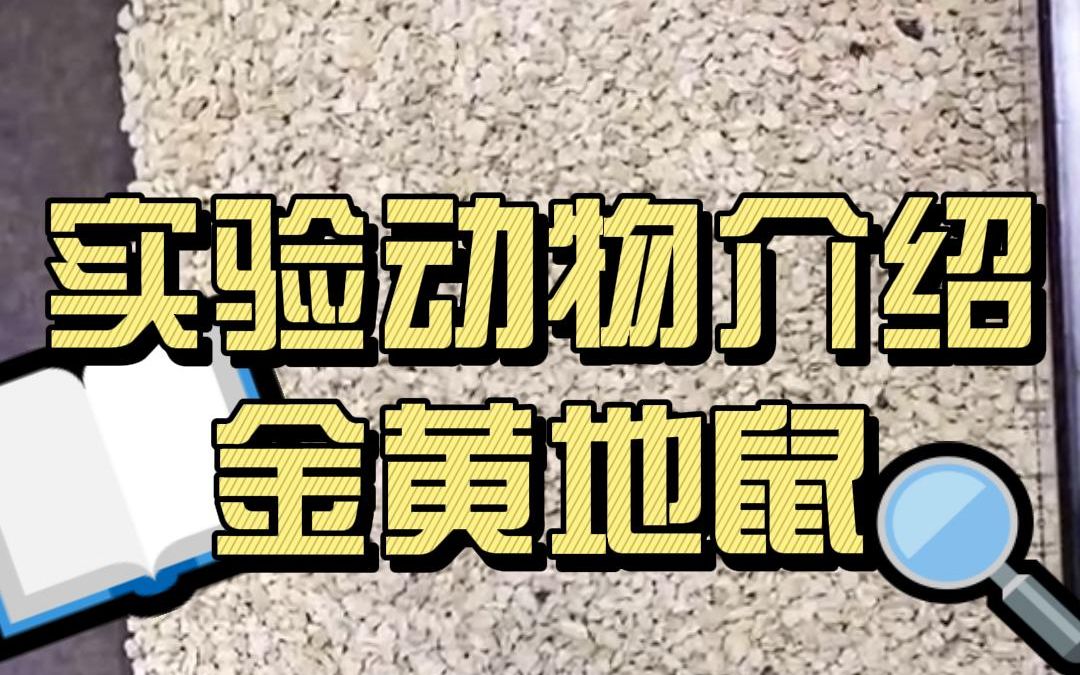 【生物医学实验室日常】可可爱爱的金黄地鼠来啦~哔哩哔哩bilibili