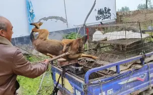 下载视频: 下乡收狗：挣脱抓回的马犬，情机之下回头咬主人，直接铁夹子伺候