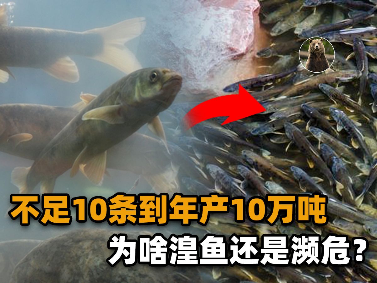 濒危的湟鱼,已从不足十条到年产10万吨,为啥它还是牢底坐穿鱼?