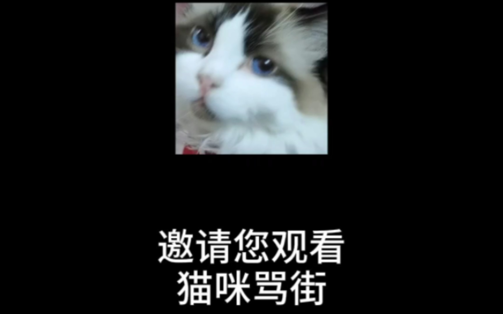 必看系列之《请您接电话》猫咪在线骂骂咧咧哔哩哔哩bilibili