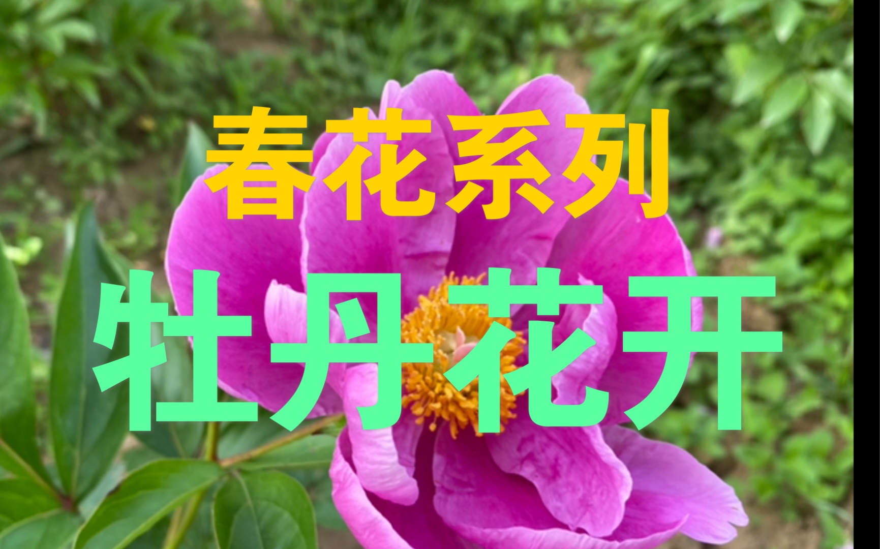 [图][花开系列]牡丹花开