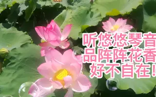 花香琴音 哔哩哔哩 Bilibili