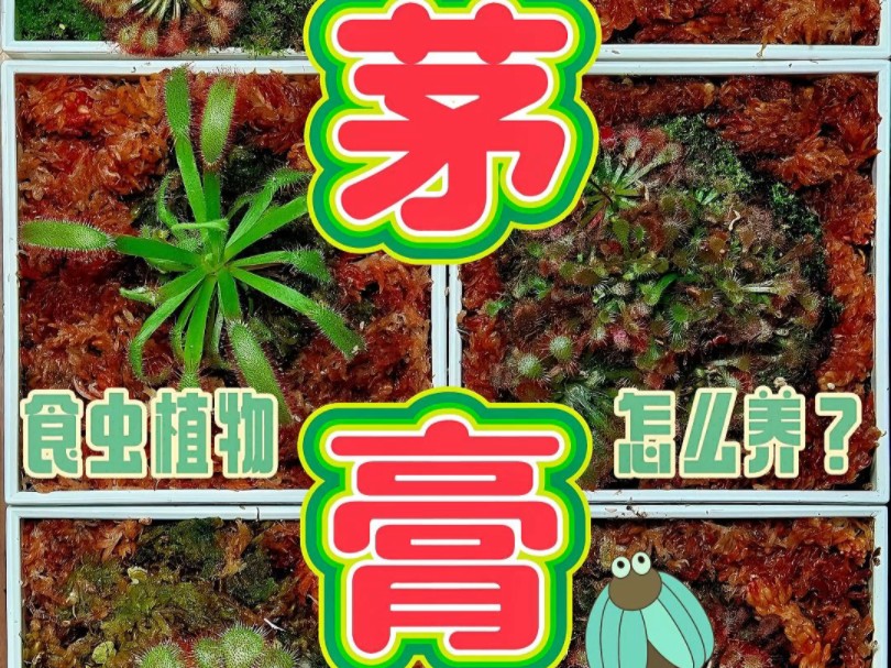 茅膏菜 食虫植物怎么养?哔哩哔哩bilibili