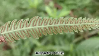 Descargar video: 蕨类植物叶子背面的秘密——孢子